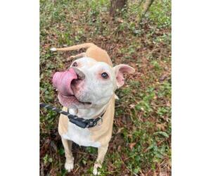 Medium Photo #3 American Pit Bull Terrier Puppy For Sale in Charlotte, NC, USA