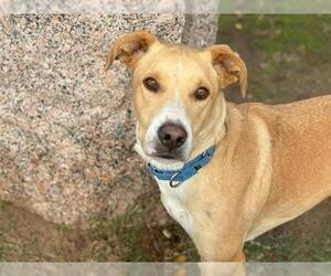 Labrador Retriever-Unknown Mix Dogs for adoption in Waco, TX, USA