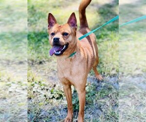 Shiba Inu-Unknown Mix Dogs for adoption in Jackson , NJ, USA