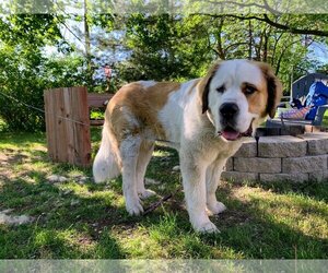 Saint Bernard Dogs for adoption in St. Cloud, MN, USA