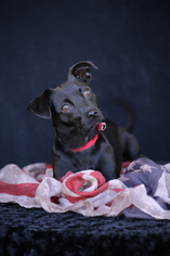 Medium Photo #1 Dachshund-Unknown Mix Puppy For Sale in San Pedro, CA, USA