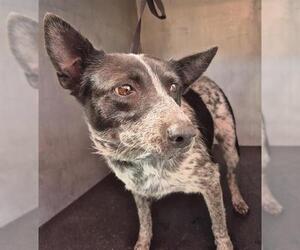 Mutt Dogs for adoption in San Antonio, TX, USA