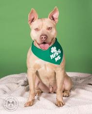American Staffordshire Terrier-Unknown Mix Dogs for adoption in Northbrook, IL, USA