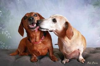 Dachshund Dogs for adoption in Rockaway, NJ, USA