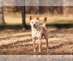 Chihuahua-Unknown Mix Dogs for adoption in Warrenton, VA, USA