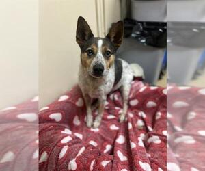 Mutt Dogs for adoption in Chula Vista, CA, USA