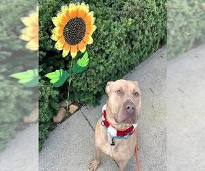 American Pit Bull Terrier Dogs for adoption in Louisville, KY, USA