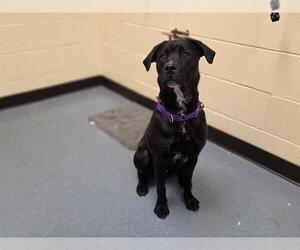 Labrador Retriever Dogs for adoption in Denver, CO, USA