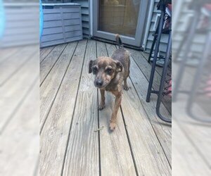 Chug Dogs for adoption in Stanhope, NJ, USA