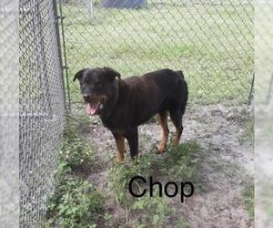 Rottweiler Dogs for adoption in Sebring, FL, USA
