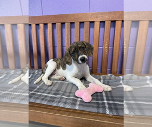 Mutt Dogs for adoption in Genesee, WI, USA