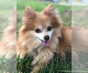 Pomeranian Dogs for adoption in Social Circle, GA, USA
