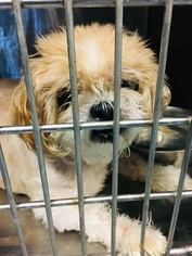 Maltese Dogs for adoption in Chico, CA, USA