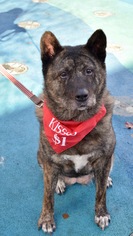 Akita-Unknown Mix Dogs for adoption in Sacramento, CA, USA