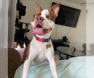Boston Terrier Dogs for adoption in Sarasota, FL, USA