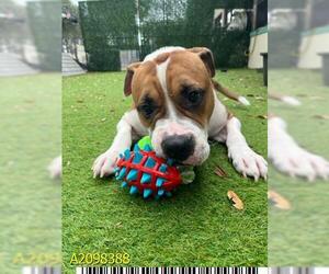 American Bulldog-Unknown Mix Dogs for adoption in West Palm Beach, FL, USA