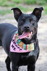 Labrador Retriever-Unknown Mix Dogs for adoption in Statesboro, GA, USA