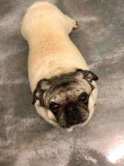 Pug Dogs for adoption in Summerfield, NC, USA