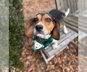 Medium Photo #1 Beagle-Unknown Mix Puppy For Sale in Warrenton, VA, USA