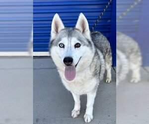 Siberian Husky Dogs for adoption in Bakersfield, CA, USA