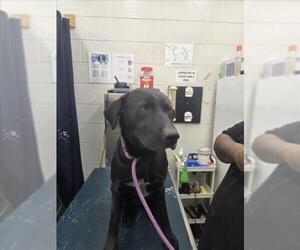 Labrador Retriever-Unknown Mix Dogs for adoption in Mobile, AL, USA