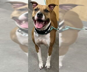 Mutt Dogs for adoption in Forestville, MD, USA