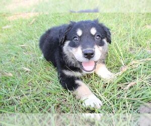 Great Pyrenees-Unknown Mix Dogs for adoption in The Woodlands, TX, USA
