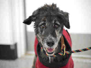 Gordon Setter Dogs for adoption in Henderson, NV, USA