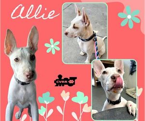 Mutt Dogs for adoption in Lindsay, CA, USA