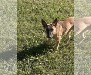 Mutt Dogs for adoption in Crossville, AL, USA