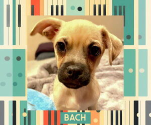 Chug Dogs for adoption in Littleton, CO, USA