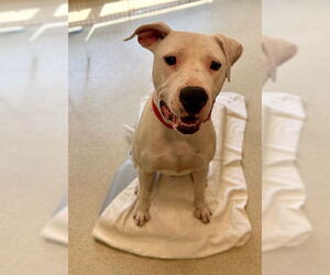 American Pit Bull Terrier-Dogo Argentino Mix Dogs for adoption in Dedham, MA, USA