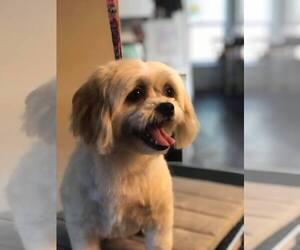 Small Lhasa Apso Mix