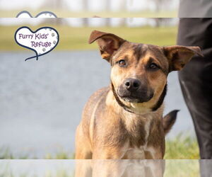German Shepherd Dog-Unknown Mix Dogs for adoption in Lee's Summit, MO, USA
