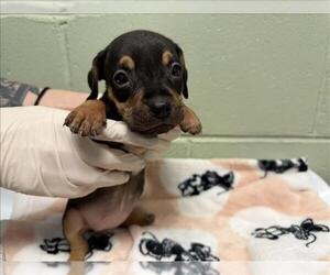 Doberman Pinscher-Unknown Mix Dogs for adoption in Tulsa, OK, USA