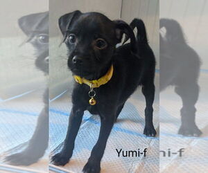 Dameranian Dogs for adoption in San Bernardino, CA, USA