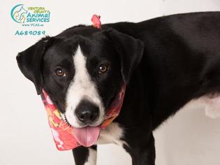Borador Dogs for adoption in Camarillo, CA, USA