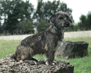 Australian Shepherd-Dachshund Mix Dogs for adoption in Abilene, TX, USA