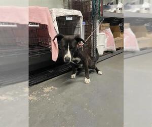 Bull Terrier Dogs for adoption in Stockton, CA, USA