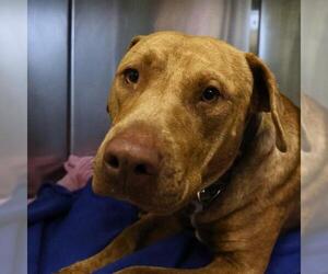 Labrador Retriever-Unknown Mix Dogs for adoption in San Antonio, TX, USA