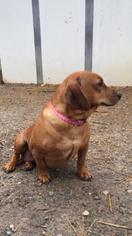 Dachshund Dogs for adoption in Rutledge, TN, USA