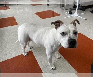 Bulldog-Staffordshire Bull Terrier Mix Dogs for adoption in Plano, TX, USA