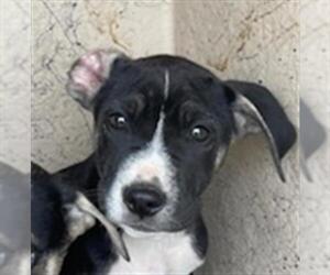 Mutt Dogs for adoption in Oklahoma City, OK, USA