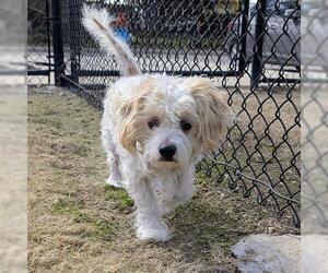 Maltese Dogs for adoption in Houston, TX, USA
