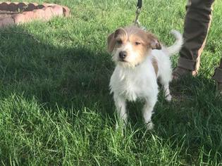 Jack Russell Terrier Dogs for adoption in Great Bend, KS, USA