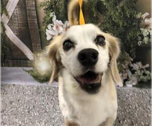 Bocker Dogs for adoption in Henderson, NV, USA