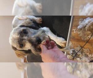 Havanese Dogs for adoption in Bonifay, MO, USA