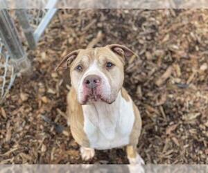 Bulldog Dogs for adoption in Charlotte, NC, USA
