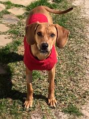 Coonhound-Unknown Mix Dogs for adoption in Lindale , TX, USA