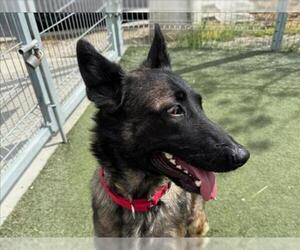 German Shepherd Dog-Unknown Mix Dogs for adoption in Martinez, CA, USA